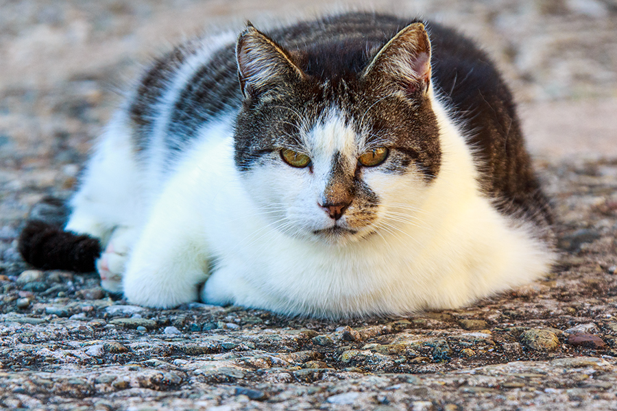Cat looking directly into the lens while resting on the ground. pet photograph