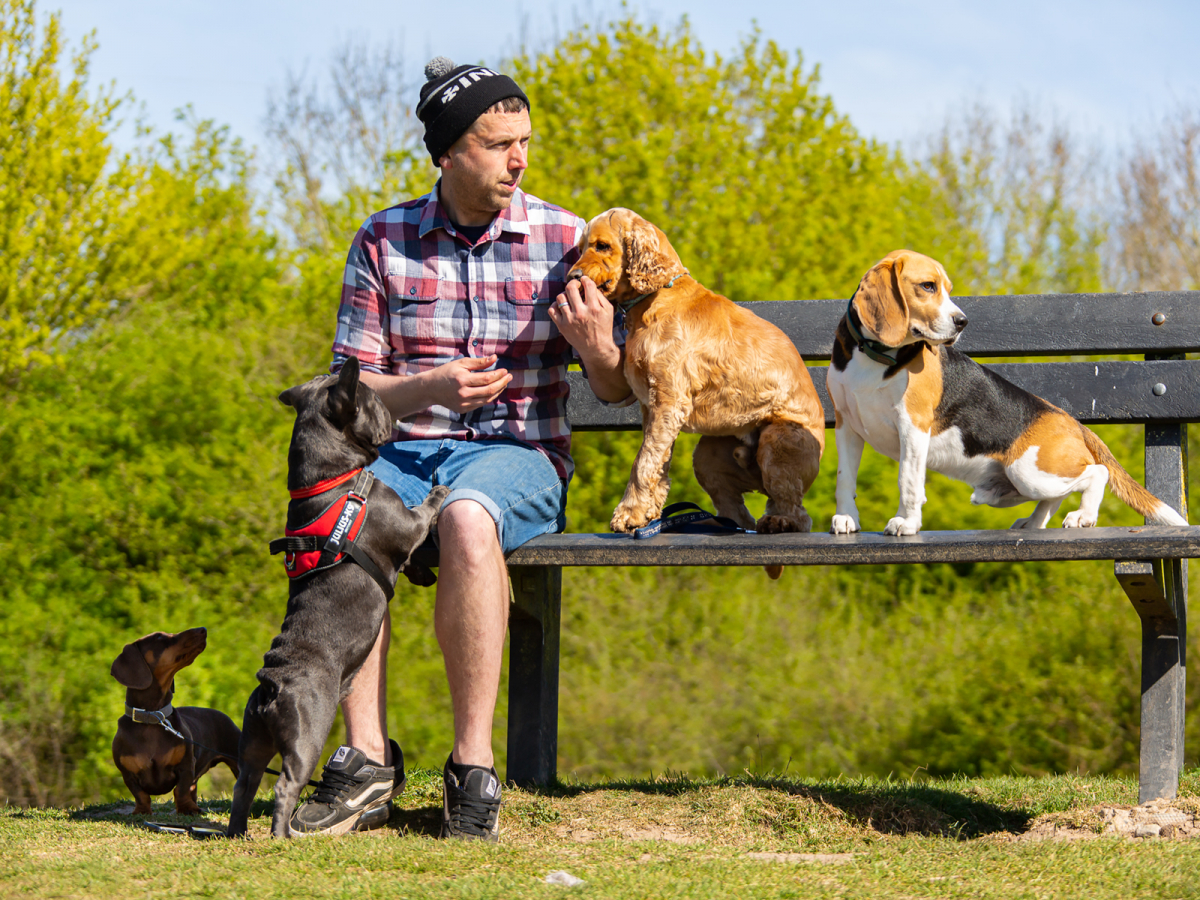 Dog walker sitting on bench with dogs looking 
